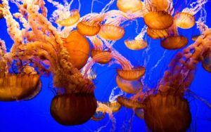 Dermomedic - Picaduras de medusas ¿cómo reaccionar ante ellas?